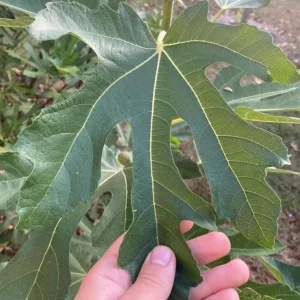 Set of 2 Violette de Bordeaux Fig Live Plants – 4-6 inch Tall Starter – Cold Hardy Edible Fruit - Image 3