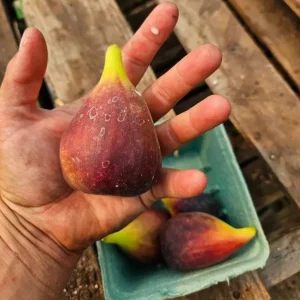 Set of 2 Violette de Bordeaux Fig Live Plants – 4-6 inch Tall Starter – Cold Hardy Edible Fruit - Image 4