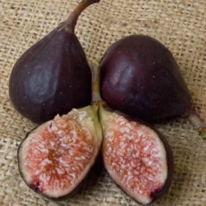 Set of 2 Violette de Bordeaux Fig Live Plants – 4-6 inch Tall Starter – Cold Hardy Edible Fruit - Image 5