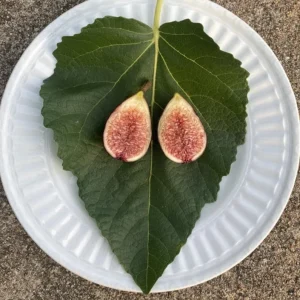 Set of 2 Violette de Bordeaux Fig Live Plants – 4-6 inch Tall Starter – Cold Hardy Edible Fruit - Image 6