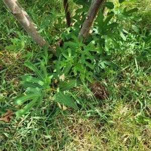 Set of 2 Violette de Bordeaux Fig Live Plants – 4-6 inch Tall Starter – Cold Hardy Edible Fruit - Image 7