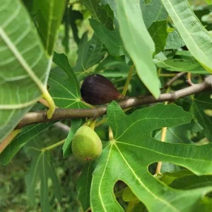Set of 2 Violette de Bordeaux Fig Live Plants – 4-6 inch Tall Starter – Cold Hardy Edible Fruit - Image 8
