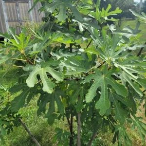 Set of 2 Violette de Bordeaux Fig Live Plants – 4-6 inch Tall Starter – Cold Hardy Edible Fruit - Image 9