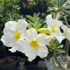 Set of 2 White Desert Rose Live Plant - Adenium obesum - 4-6" Tall Succulent for Indoor/Outdoor - Image 1
