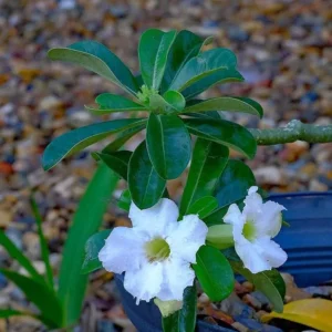 Set of 2 White Desert Rose Live Plant - Adenium obesum - 4-6