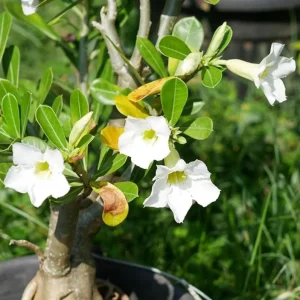 Set of 2 White Desert Rose Live Plant - Adenium obesum - 4-6