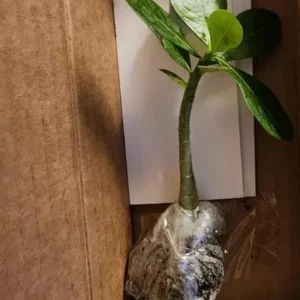Set of 2 White Desert Rose Live Plant - Adenium obesum - 4-6