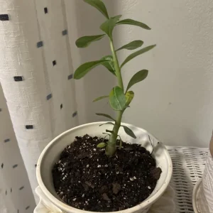 Set of 2 White Desert Rose Live Plant - Adenium obesum - 4-6