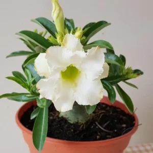 Set of 2 White Desert Rose Live Plant - Adenium obesum - 4-6