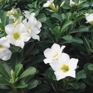 Set of 2 White Desert Rose Live Plant - Adenium obesum - 4-6
