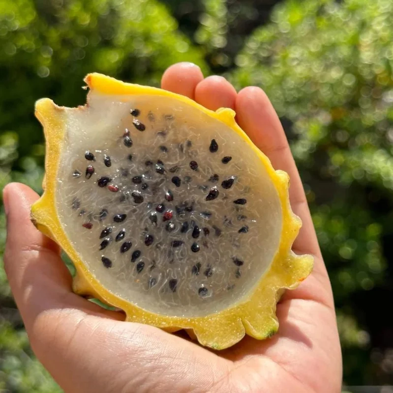 Set of 2 Yellow Dragon Fruit Live Plants - 3-6" Tall Selenicereus Megalanthus Fruiting Cactus Vine Outdoor - Image 3