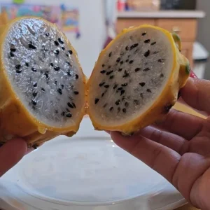 Set of 2 Yellow Dragon Fruit Live Plants - 3-6