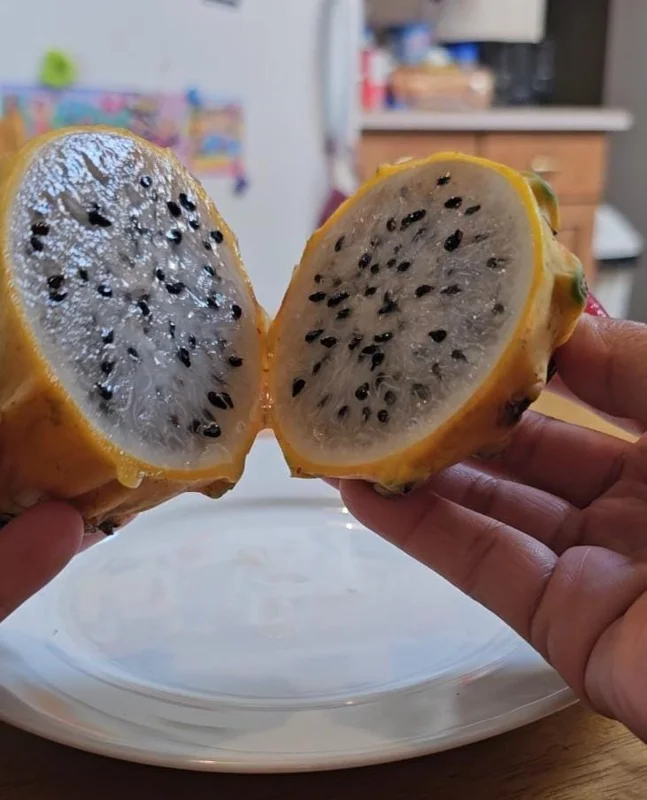 Set of 2 Yellow Dragon Fruit Live Plants - 3-6" Tall Selenicereus Megalanthus Fruiting Cactus Vine Outdoor - Image 4