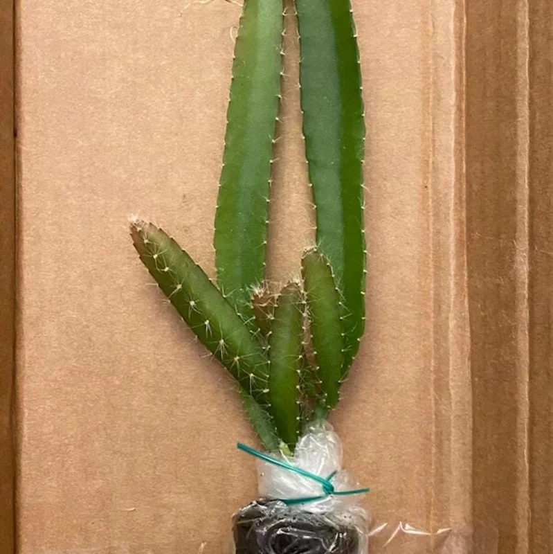 Set of 2 Yellow Dragon Fruit Live Plants - 3-6" Tall Selenicereus Megalanthus Fruiting Cactus Vine Outdoor - Image 5