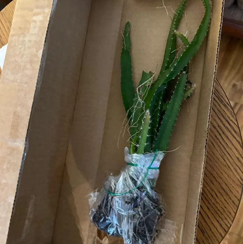 Set of 2 Yellow Dragon Fruit Live Plants - 3-6" Tall Selenicereus Megalanthus Fruiting Cactus Vine Outdoor - Image 6