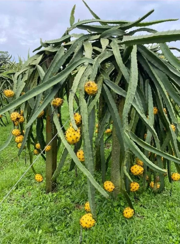 Set of 2 Yellow Dragon Fruit Live Plants - 3-6" Tall Selenicereus Megalanthus Fruiting Cactus Vine Outdoor - Image 8