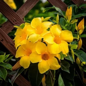 Set of 2 Yellow Mandevilla Live Plants – 4-6