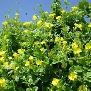 Set of 2 Yellow Mandevilla Live Plants – 4-6