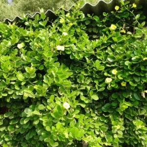 Set of 2 Yellow Mandevilla Live Plants – 4-6