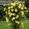 Set of 2 Yellow Mandevilla Live Plants – 4-6" Tall Rooted Vines for Garden - Image 1