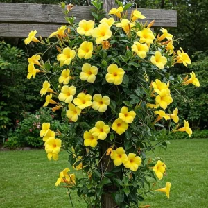 Set of 2 Yellow Mandevilla Live Plants – 4-6