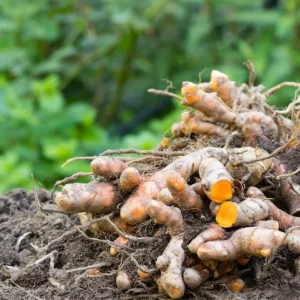 Set of 2 Yellow Turmeric Live Plants (Curcuma longa) – 4-6