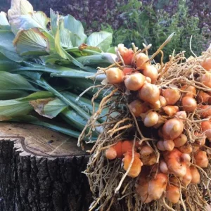 Set of 2 Yellow Turmeric Live Plants (Curcuma longa) – 4-6