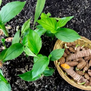 Set of 2 Yellow Turmeric Live Plants (Curcuma longa) – 4-6