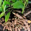 Set of 2 Yellow Turmeric Live Plants (Curcuma longa) – 4-6" Tall – No Pot – Culinary Spice Plant - Image 1