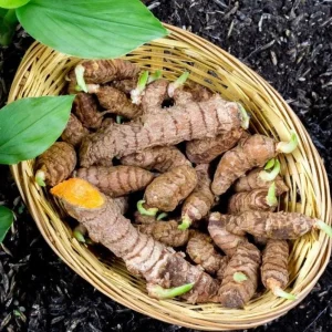 Set of 2 Yellow Turmeric Live Plants (Curcuma longa) – 4-6