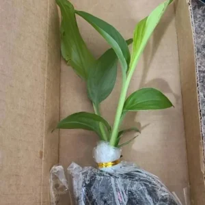 Set of 2 Yellow Turmeric Live Plants (Curcuma longa) – 4-6