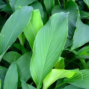 Set of 2 Yellow Turmeric Live Plants (Curcuma longa) – 4-6