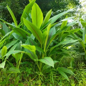 Set of 2 Yellow Turmeric Live Plants (Curcuma longa) – 4-6