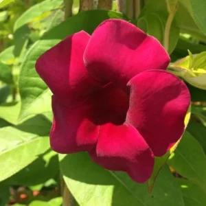 Set of 3 Allamanda 'Lil Red' Live Plants - Red Flowering Perennial, 4-6