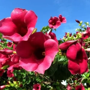 Set of 3 Allamanda 'Lil Red' Live Plants - Red Flowering Perennial, 4-6