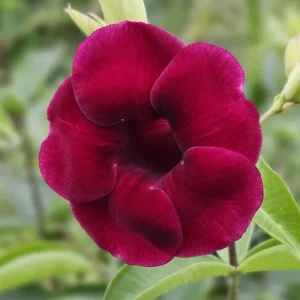 Set of 3 Allamanda 'Lil Red' Live Plants - Red Flowering Perennial, 4-6