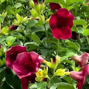 Set of 3 Allamanda 'Lil Red' Live Plants - Red Flowering Perennial, 4-6