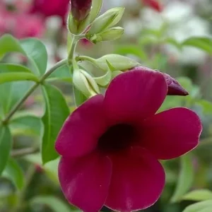 Set of 3 Allamanda 'Lil Red' Live Plants - Red Flowering Perennial, 4-6
