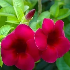 Set of 3 Allamanda 'Lil Red' Live Plants - Red Flowering Perennial, 4-6
