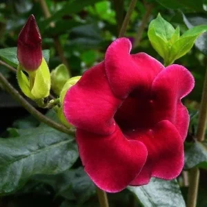 Set of 3 Allamanda 'Lil Red' Live Plants - Red Flowering Perennial, 4-6