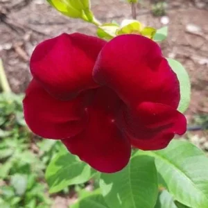 Set of 3 Allamanda 'Lil Red' Live Plants - Red Flowering Perennial, 4-6