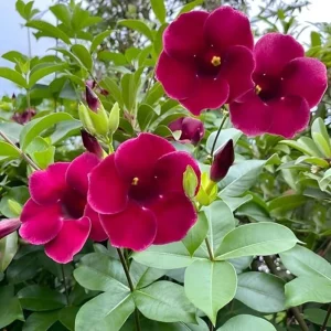 Set of 3 Allamanda 'Lil Red' Live Plants - Red Flowering Perennial, 4-6