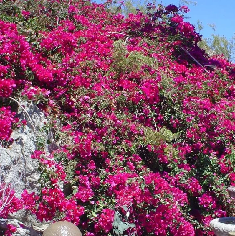 Set of 3 Barbara Karst Bougainvillea Live Plant – 4-6" Tall Starter Vine - Image 5