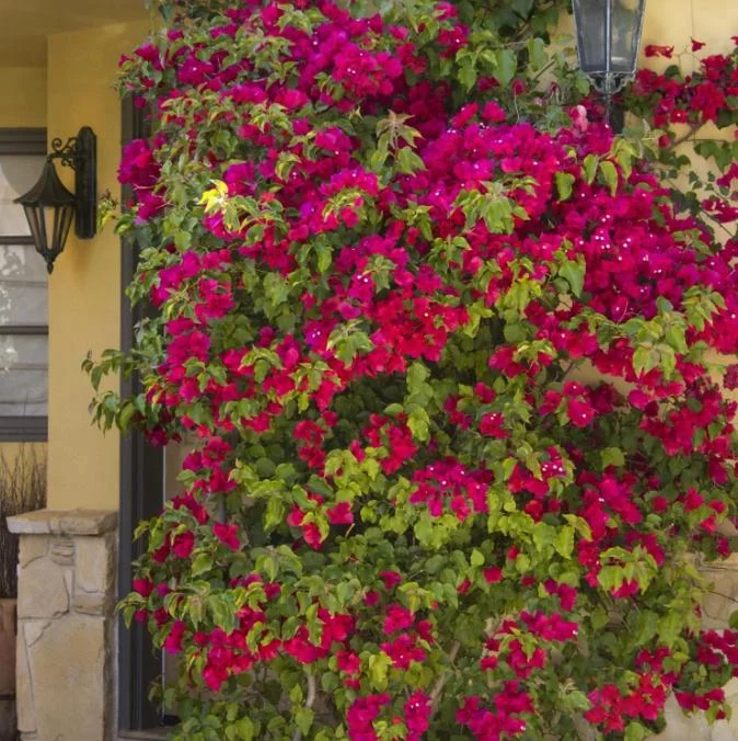 Set of 3 Barbara Karst Bougainvillea Live Plant – 4-6" Tall Starter Vine - Image 6