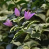 Set of 3 Bougainvillea 'Blueberry Ice' Live Plants – 4-6" Tall – Pink & Purple Flowering Vine - Image 1
