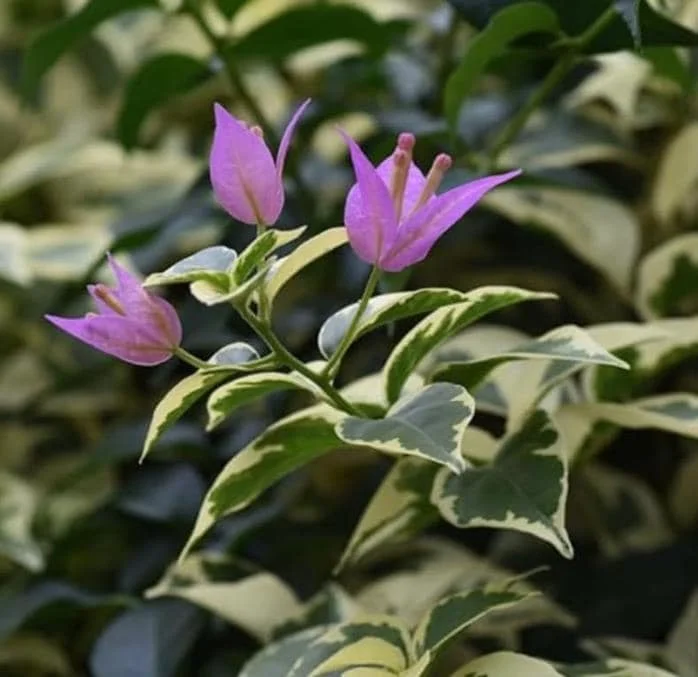 Set of 3 Bougainvillea 'Blueberry Ice' Live Plants – 4-6" Tall – Pink & Purple Flowering Vine - Image 1