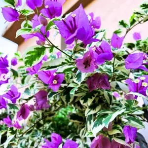 Set of 3 Bougainvillea 'Blueberry Ice' Live Plants – 4-6