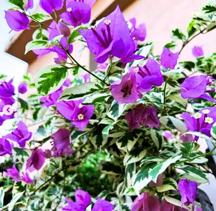 Set of 3 Bougainvillea 'Blueberry Ice' Live Plants – 4-6" Tall – Pink & Purple Flowering Vine - Image 2