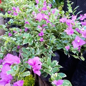 Set of 3 Bougainvillea 'Blueberry Ice' Live Plants – 4-6