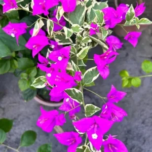Set of 3 Bougainvillea 'Blueberry Ice' Live Plants – 4-6
